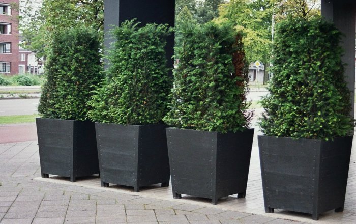 ortelius n°2 flower box